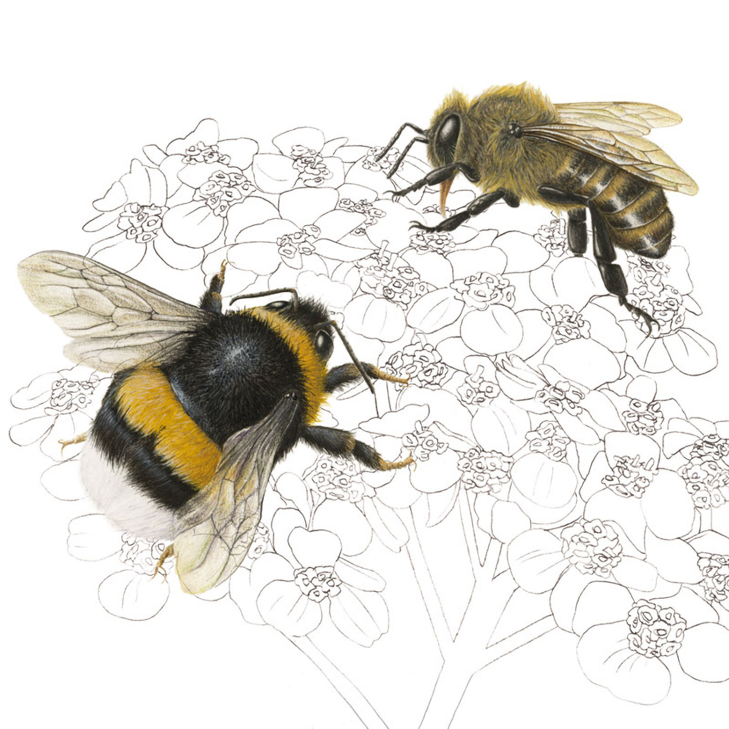 wissenschaftliche Tierillustration "Hummel und Biene"